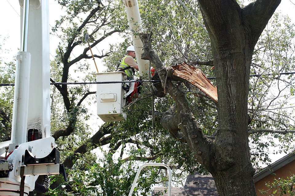 A utility worker clears storm-damaged tree limbs from power lines